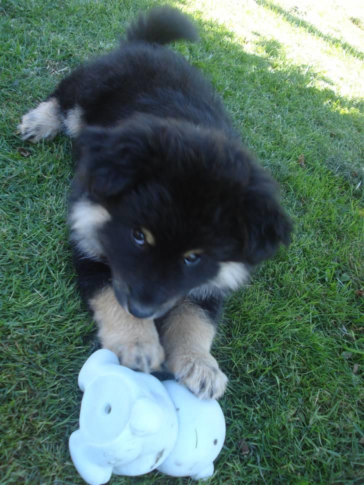 Finsk lapphund Kello Xila:D Love Ya<3 - frække hund billede 5