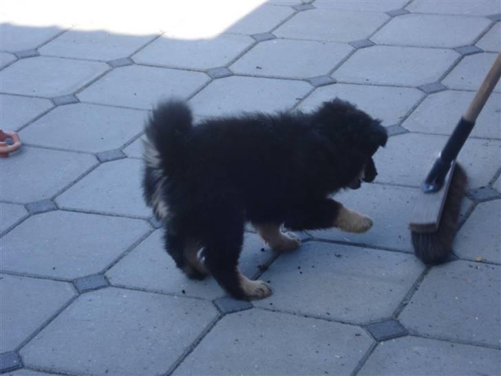 Finsk lapphund Kello Xila:D Love Ya<3 - xila jagter kosten billede 7