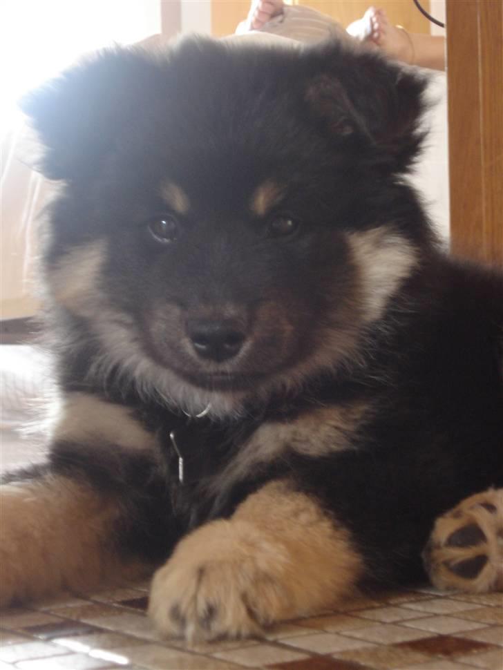 Finsk lapphund Kello Xila:D Love Ya<3 - bamsebjørn :D billede 8