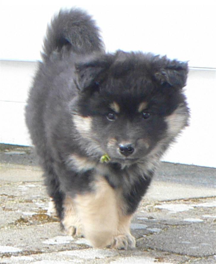 Finsk lapphund Kello Xila:D Love Ya<3 - 5 uger gammle xila billede 9