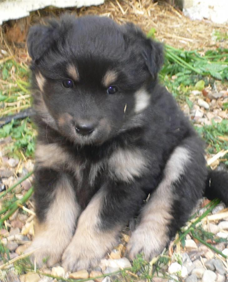 Finsk lapphund Kello Xila:D Love Ya<3 - lille xila billede 10