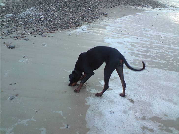 Dobermann kinnie billede 9