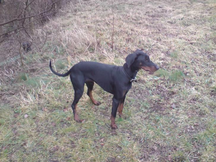 Dobermann kinnie billede 10