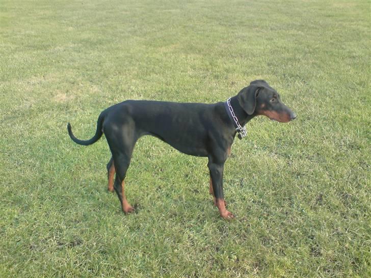 Dobermann kinnie billede 11