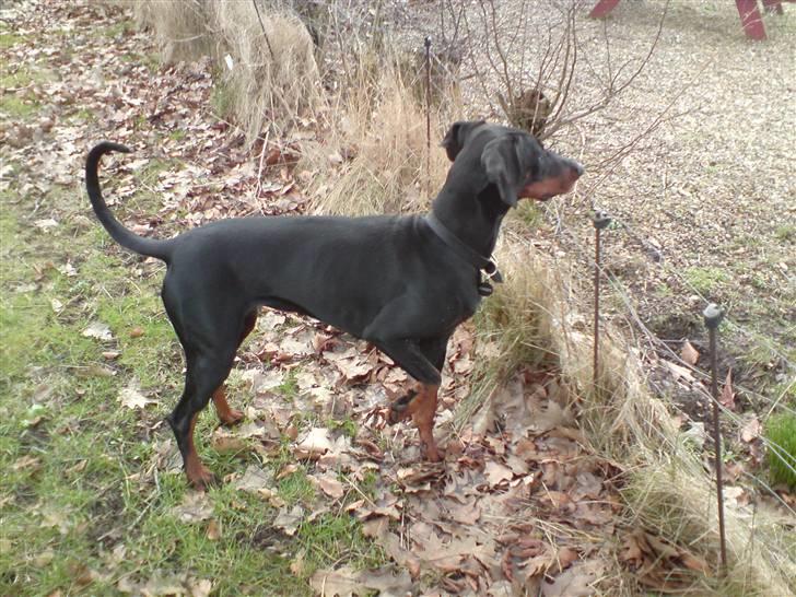 Dobermann kinnie billede 12