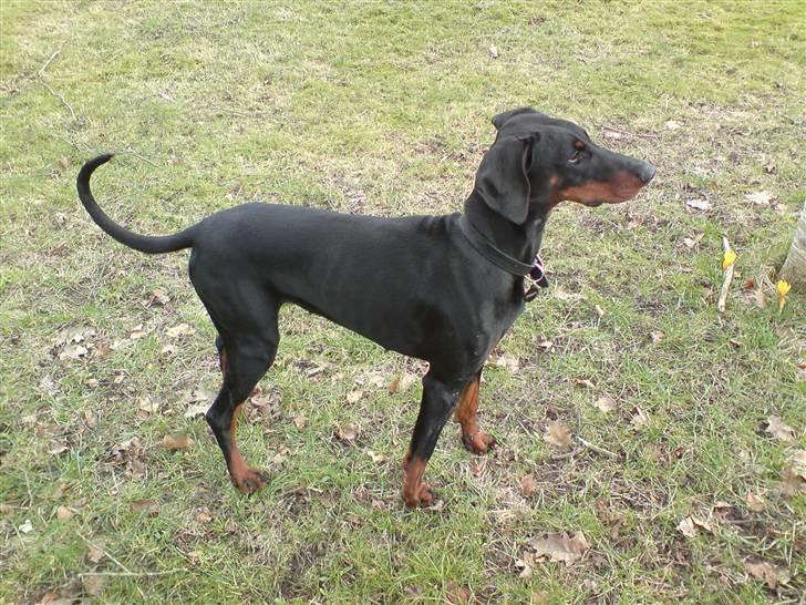 Dobermann kinnie billede 13