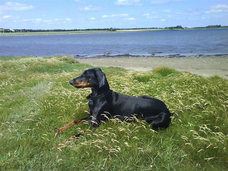 Dobermann kinnie billede 14