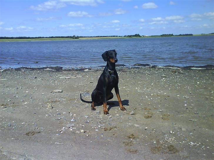 Dobermann kinnie billede 15
