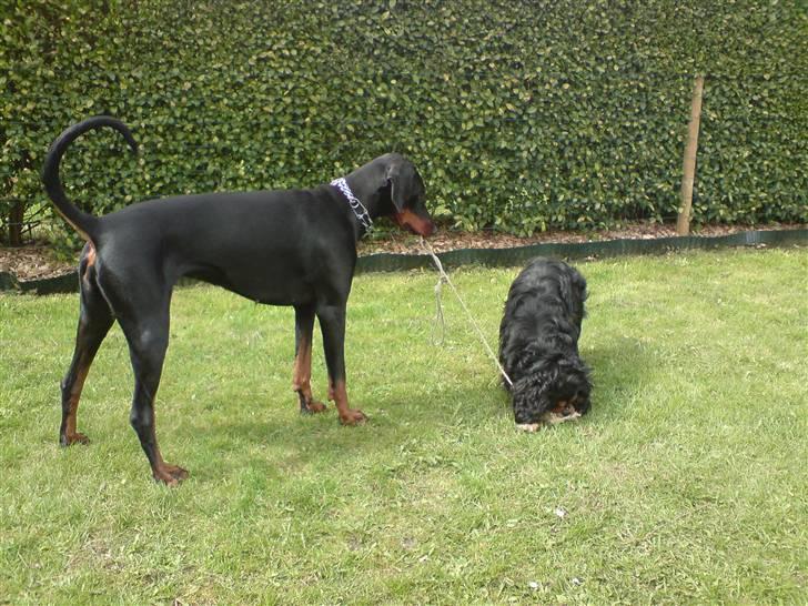Dobermann kinnie billede 16