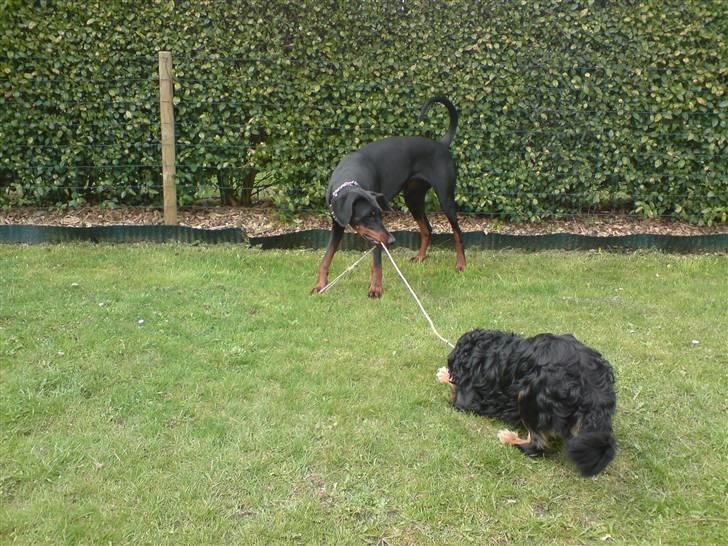 Dobermann kinnie billede 17