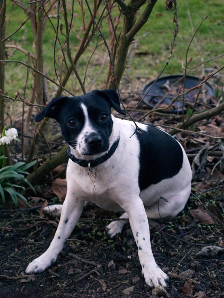 Dansk svensk gaardhund Ronja Røverdatter billede 11