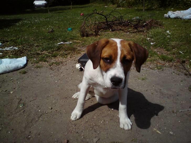 Blanding af racer Frida *solgt* billede 6