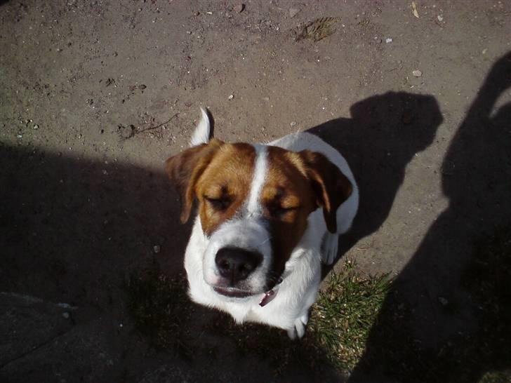 Blanding af racer Frida *solgt* billede 7