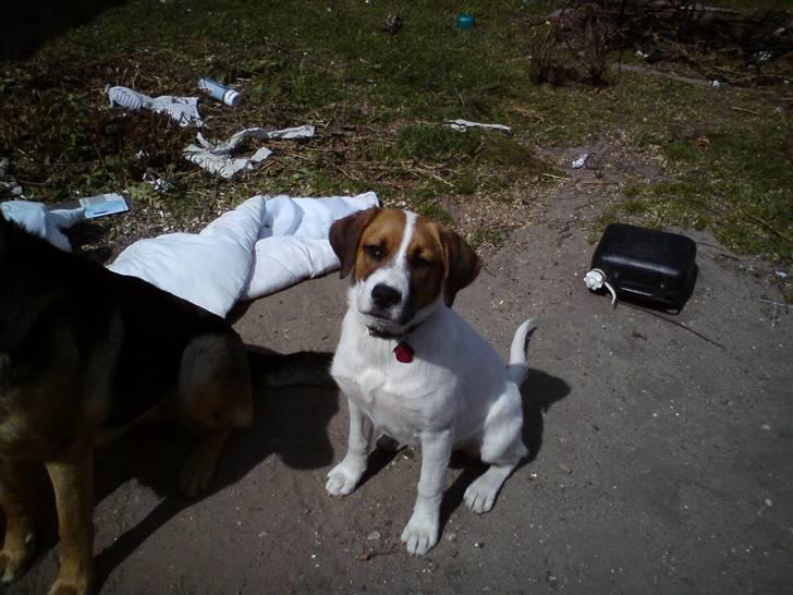 Blanding af racer Frida *solgt* billede 8