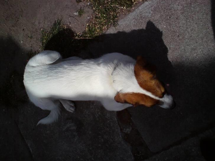 Blanding af racer Frida *solgt* billede 9