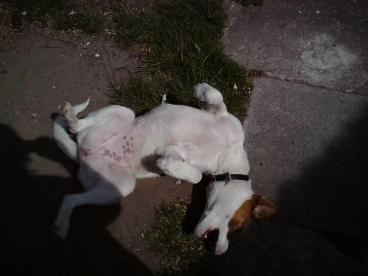 Blanding af racer Frida *solgt* billede 10