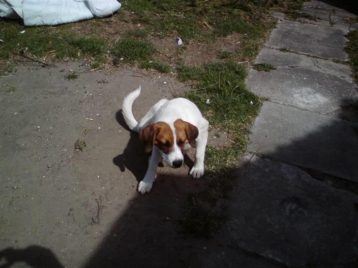 Blanding af racer Frida *solgt* billede 11