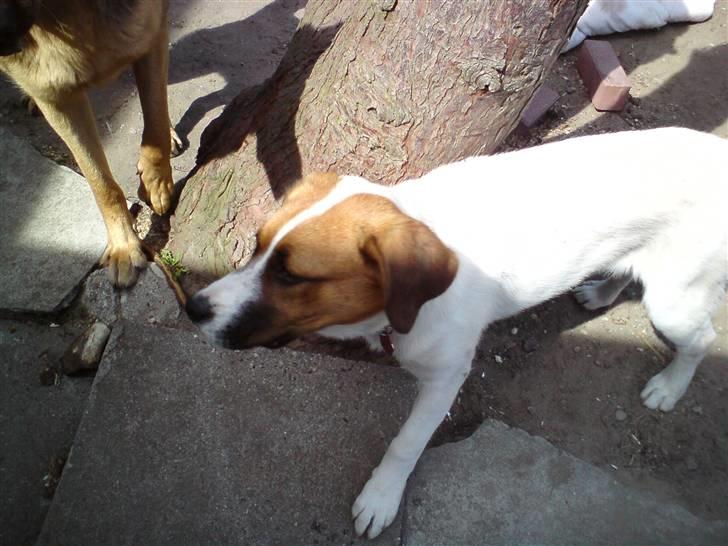 Blanding af racer Frida *solgt* billede 12