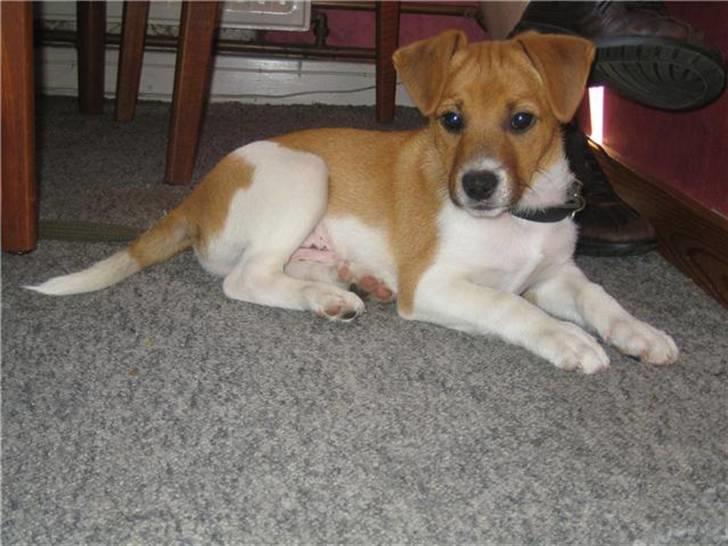 Dansk svensk gaardhund Mikkel - Også Mikkel, som hvalp! (: billede 8