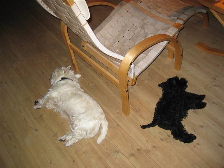 West highland white terrier Magnus - Magnus og Snavs flader i sommerhuset :D <3 - Gammelt q; billede 7