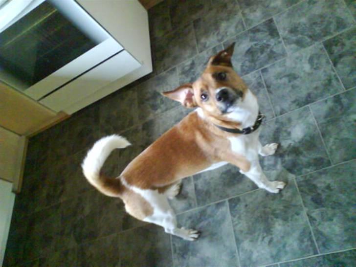 Dansk svensk gaardhund Mikkel billede 9