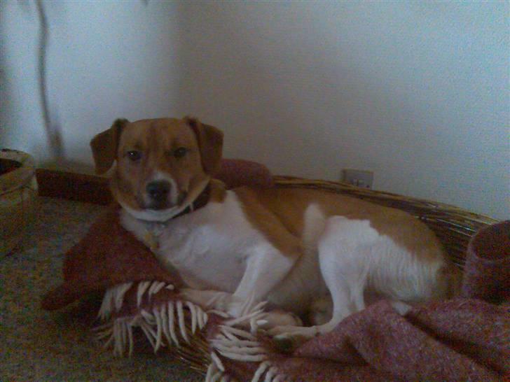 Dansk svensk gaardhund Mikkel billede 10