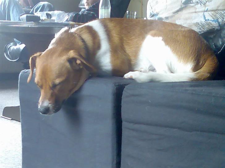 Dansk svensk gaardhund Mikkel billede 11