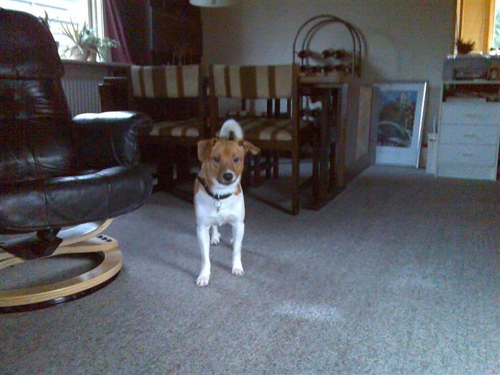 Dansk svensk gaardhund Mikkel - Hej? billede 12