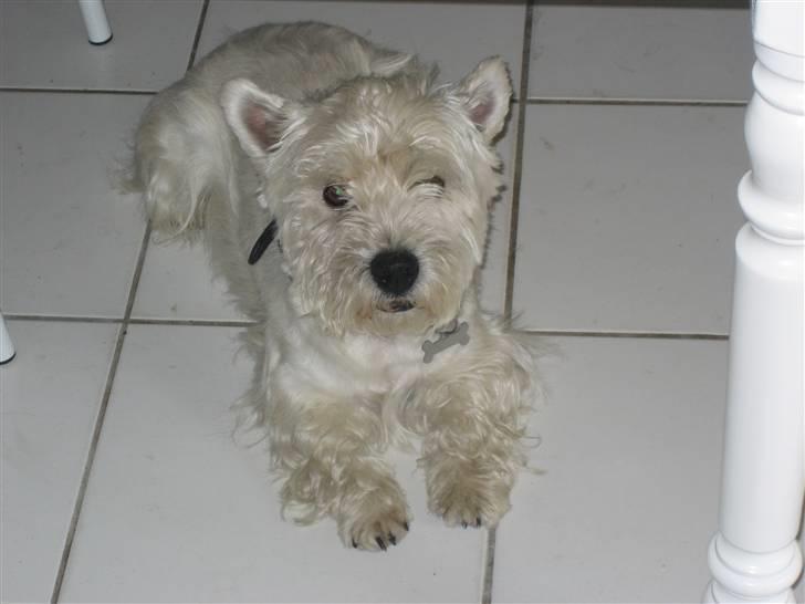 West highland white terrier Magnus - Magnus i Frankrig :D <3 billede 8