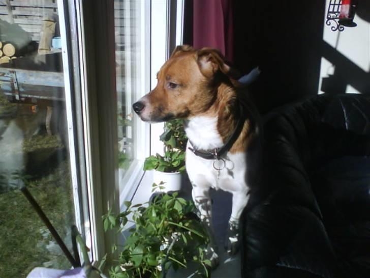 Dansk svensk gaardhund Mikkel billede 13