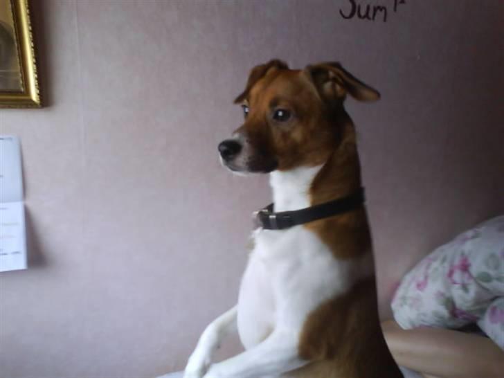 Dansk svensk gaardhund Mikkel billede 14