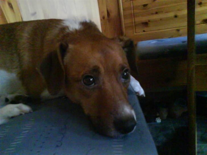 Dansk svensk gaardhund Mikkel billede 15