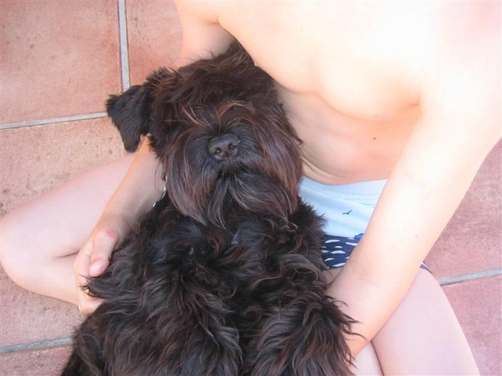 Dvaergschnauzer Snavs - Kan det blive lidt mere afslappet :D? billede 12