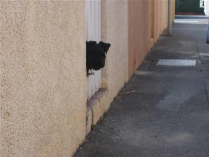 Dvaergschnauzer Snavs - Snavs i Frankrig - Som stikker sit hoved ud gennem lågen.. xD Mange mennesker tog billeder af ham, når de kom gående q; billede 13