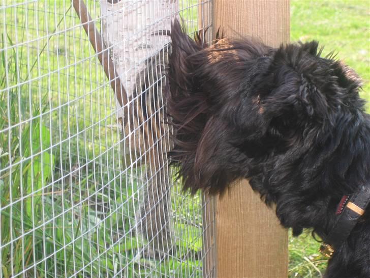 Dvaergschnauzer Snavs - Snavs og Trille igen <3 :D billede 14