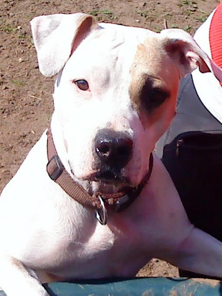 Amerikansk staffordshire terrier Ally (lulle) billede 19