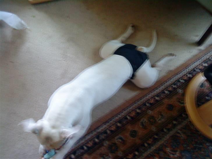 Amerikansk staffordshire terrier Ally (lulle) billede 20