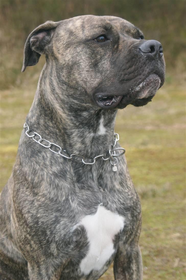 Blanding af racer Taco billede 12