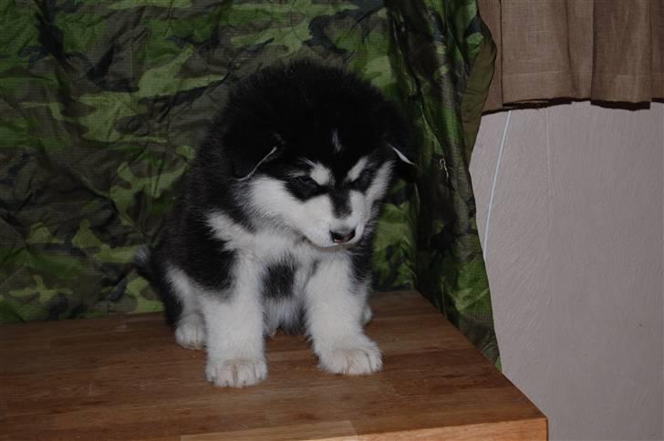 Alaskan malamute Achililleus - 5 uger gammel billede 1