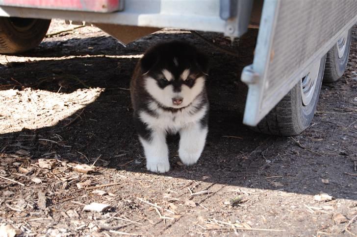 Alaskan malamute Achililleus - 5 uger og i skoven for første gang billede 2