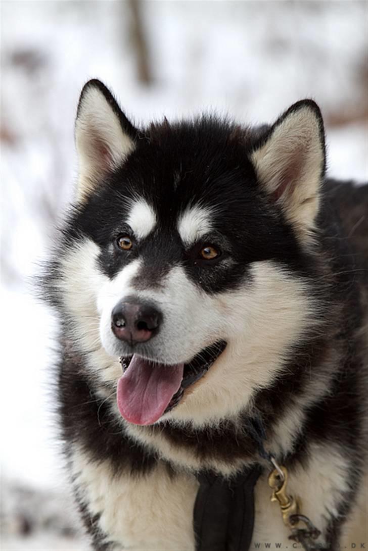 Alaskan malamute Achililleus - 12 mdr billede 3