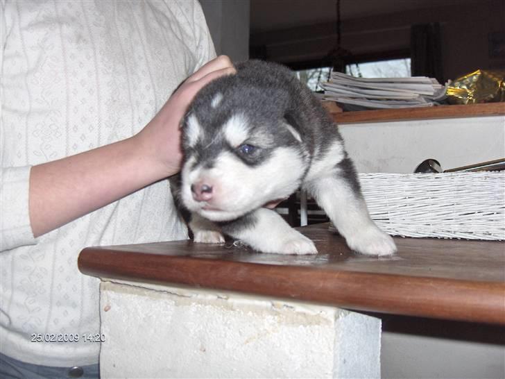 Alaskan malamute Achililleus - 1 uge gammel billede 4