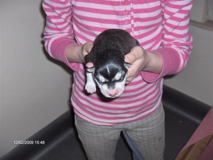 Alaskan malamute Achililleus - nyfødt billede 5