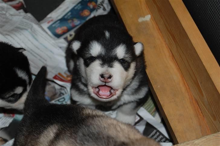 Alaskan malamute Achililleus - 2 uger gammel billede 6