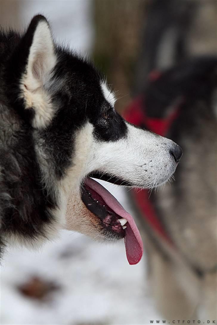 Alaskan malamute Achililleus - 12 mdr billede 7