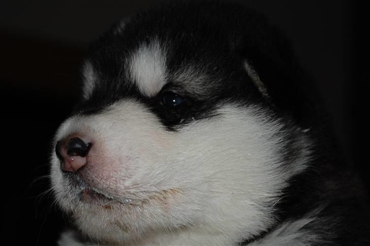 Alaskan malamute Achililleus - 3 uger gammel billede 8