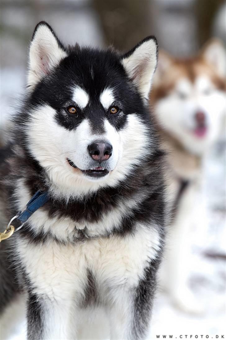 Alaskan malamute Achililleus - 12 mdr billede 9