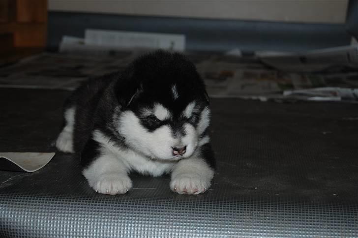 Alaskan malamute Achililleus - 4 uger billede 10