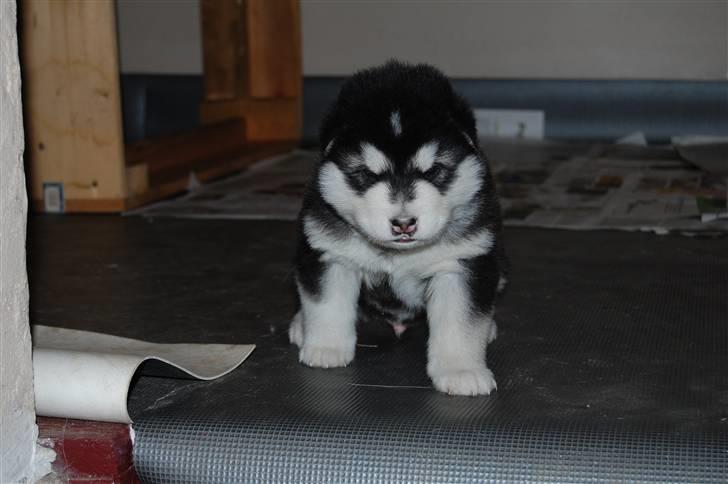 Alaskan malamute Achililleus - 4 uger billede 11