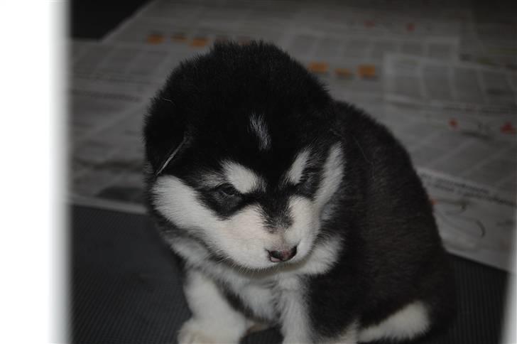 Alaskan malamute Achililleus - 4 uger billede 12